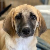 Electra, geb. ca 03/3025, 69190 Walldorf, Hündin zur Adoption