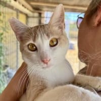 Eggie, kleiner Wirbelwind, 1J in 83064, Kater zur Adoption