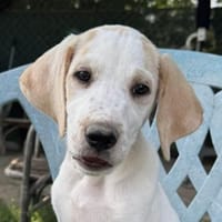 Lila, geb. ca. 03/2025, 58739 Wickede, Hündin zur Adoption