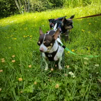 ♥♥Maya sucht ein Zuhause♥♥, Hündin zur Adoption