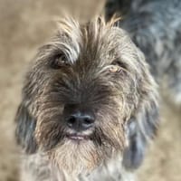 Charo, geb. 01/2024, 53940 Hellenthal, Hund zur Adoption