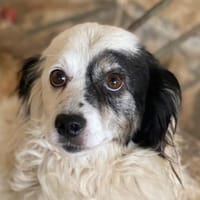 Hanyo, geb. ca. 12/2023, 50670 Köln, Hund zur Adoption