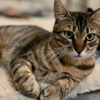 Rancho, behutsames Katerchen,1J in 83064, Kater zur Adoption