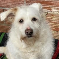 Kleine POPPY sucht Sicherheit und Liebe, Hündin zur Adoption