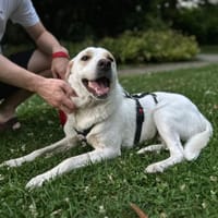 Bella Mix Hündin 3 Jahre alt in 72072, Hündin zur Adoption
