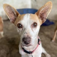 Bunny, geb. ca. 08/2023, 23566 Lübeck, Hündin zur Adoption