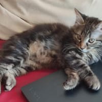 Alya [Chaton], chatte à adopter