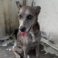 ROLLER, chienne à adopter