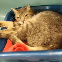 FLUO QCT, chat à adopter