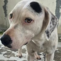 WHIPETT, chienne à adopter