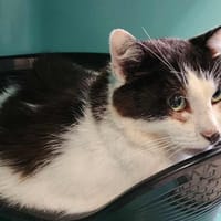 DEADPOOL QCT, chat à adopter