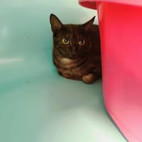 DIVERGENTE QCT, chatte à adopter