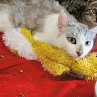 HOBBIT QCT, chatte à adopter