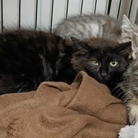 VERY QCT, chat à adopter