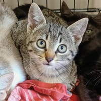 TAURIEL QCT, chatte à adopter