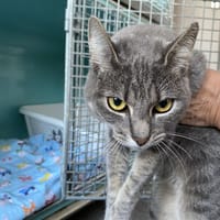 HAVANA, chatte à adopter