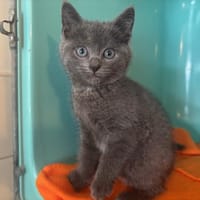 ELIA, chatte à adopter