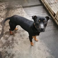 NOCTIS, chien à adopter