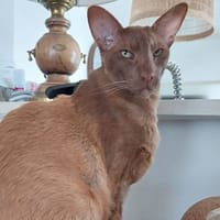 LOKI, chat à adopter