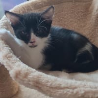 Altai [Chaton], chat à adopter