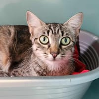 FIKA QCT, chatte à adopter