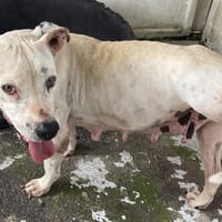 REMONTADA, chienne à adopter