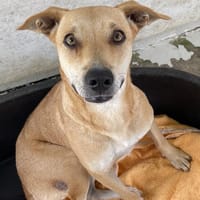 MILWOKI, chienne à adopter