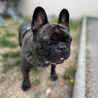 RIO, chien à adopter