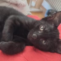 Atlas [Chaton], chat à adopter