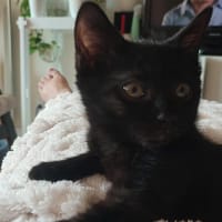 Ariel [Chaton], chatte à adopter