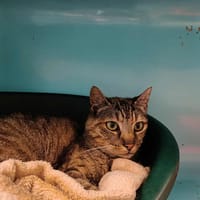 PRETTY WOMAN QCT, chatte à adopter