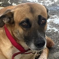 JEFF, chien à adopter