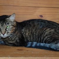 Valentina, chatte à adopter