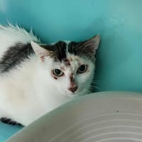 TERMINATOR QCT, chat à adopter
