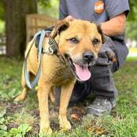BUZ, chien à adopter