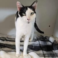 YUMI, chatte à adopter