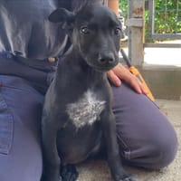 Albus [Chiot], chien à adopter