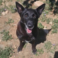ohana, chienne à adopter