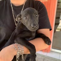 Ginny [Chiot], chienne à adopter