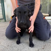 Hermione  [Chiot], chienne à adopter