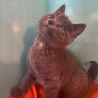 FAN, chat à adopter