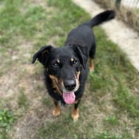 GOKU, chien à adopter