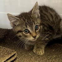 NESS, chatte à adopter
