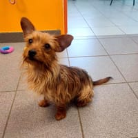 LUA, chienne à adopter