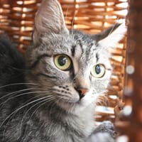 BRIOCHE, chatte à adopter