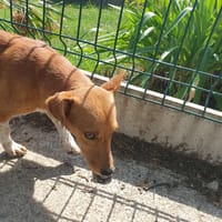 FAST QCN, chien à adopter