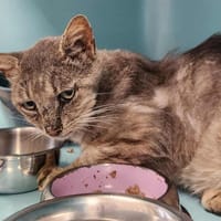FREYA QCT, chat à adopter