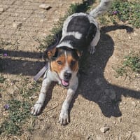 louna, chienne à adopter