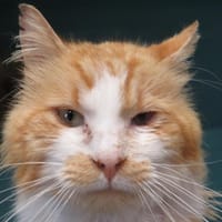 CASIMIR, chat à adopter
