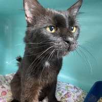 NERON, chat à adopter